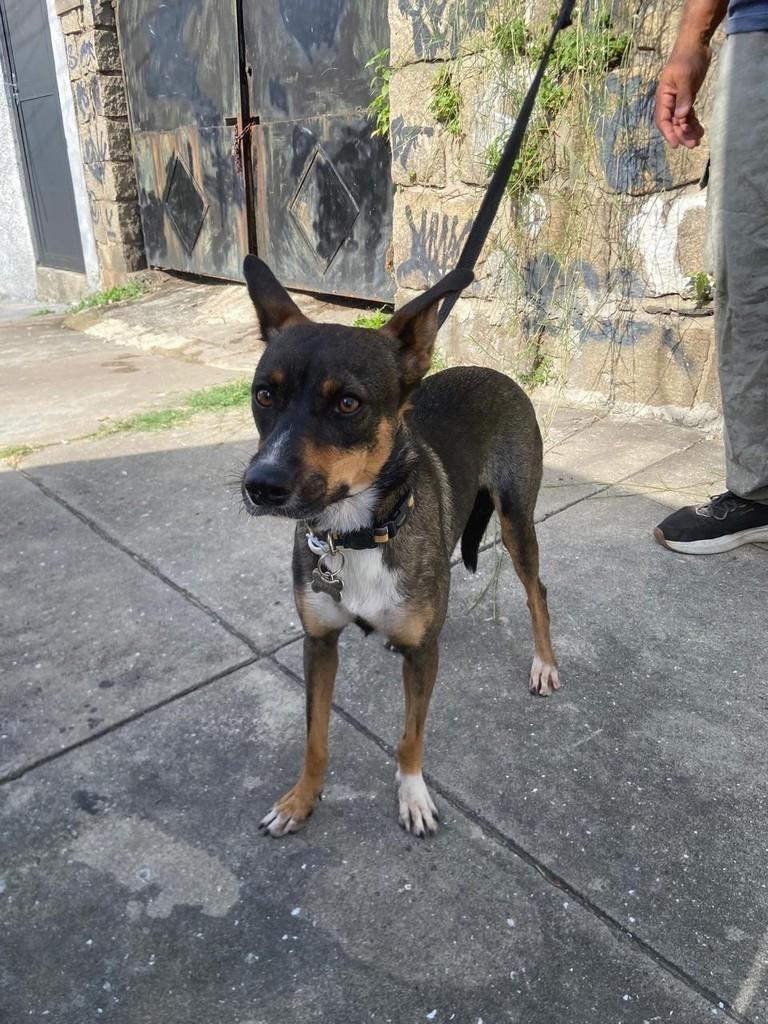 Fada, cachorro de porte pequeno para adoção em Rio de Janeiro - RJ