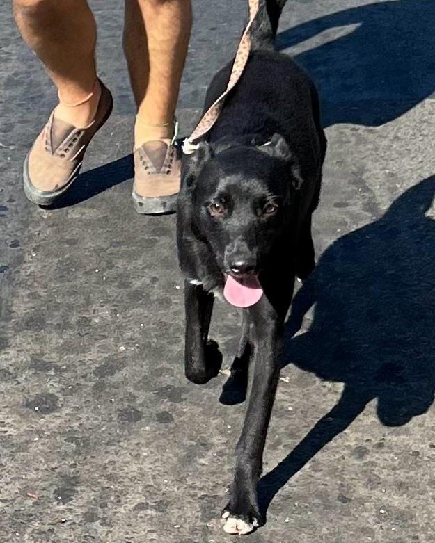 Dedé, cachorro de porte pequeno para adoção em Rio de Janeiro - RJ