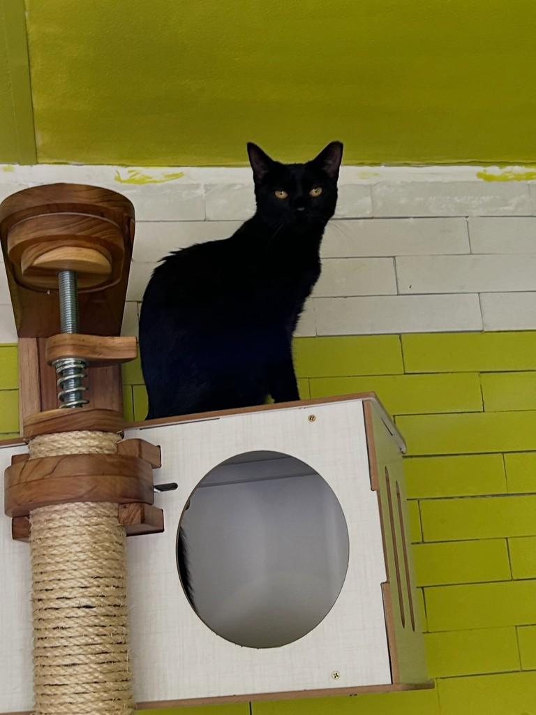 Elza, gato para adoção em Rio de Janeiro - RJ