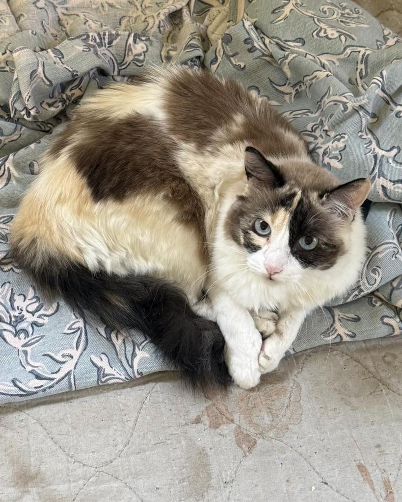 Louise, gata de porte médio para adoção em Rio de Janeiro - RJ