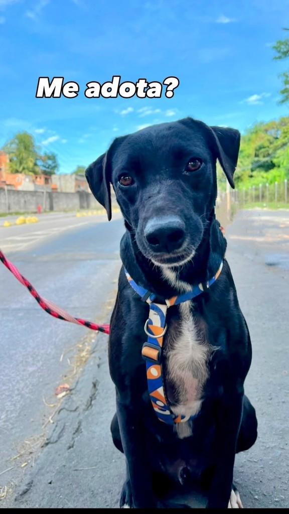 Fumaça, cachorro de porte médio para adoção em Rio de Janeiro - RJ