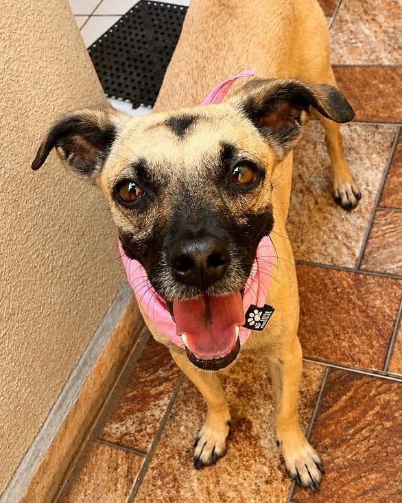 Lucy, cadela de porte médio para adoção em Rio de Janeiro - RJ