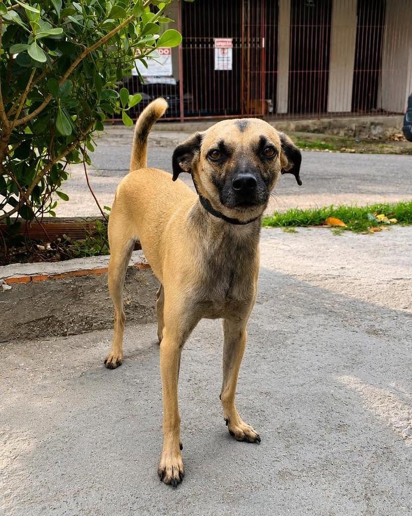 Lucy, cadela de porte médio para adoção em Rio de Janeiro - RJ — foto 2 de 6