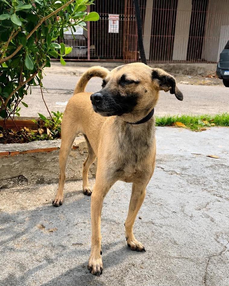 Lucy, cadela de porte médio para adoção em Rio de Janeiro - RJ — foto 3 de 6