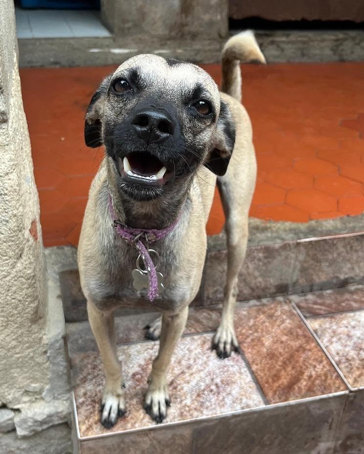 Lucy, cadela de porte médio para adoção em Rio de Janeiro - RJ — foto 4 de 6