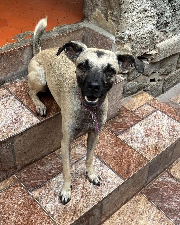 Lucy, cadela de porte médio para adoção em Rio de Janeiro - RJ — foto 5 de 6