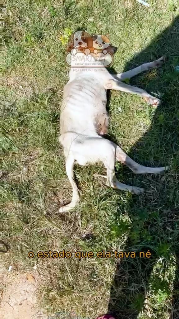 Stefany, cachorro de porte pequeno para adoção em Cabo Frio - RJ