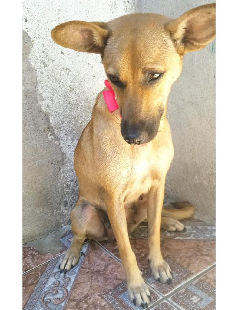 Priscila, cadela de porte médio para adoção em São Paulo - SP