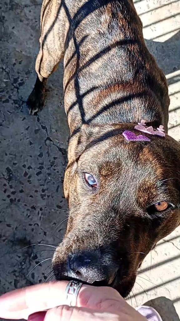 Sou linda, cachorro de porte médio para adoção em Erechim - RS