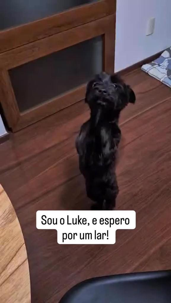 Luke, cachorro de porte pequeno para adoção em Viçosa - MG