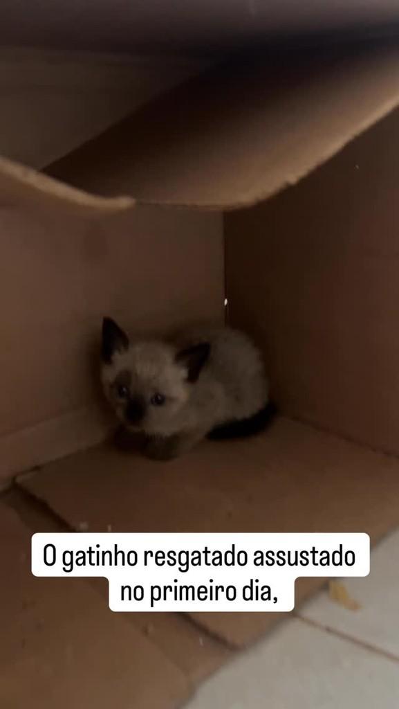 Benito, gato para adoção em Viçosa - MG