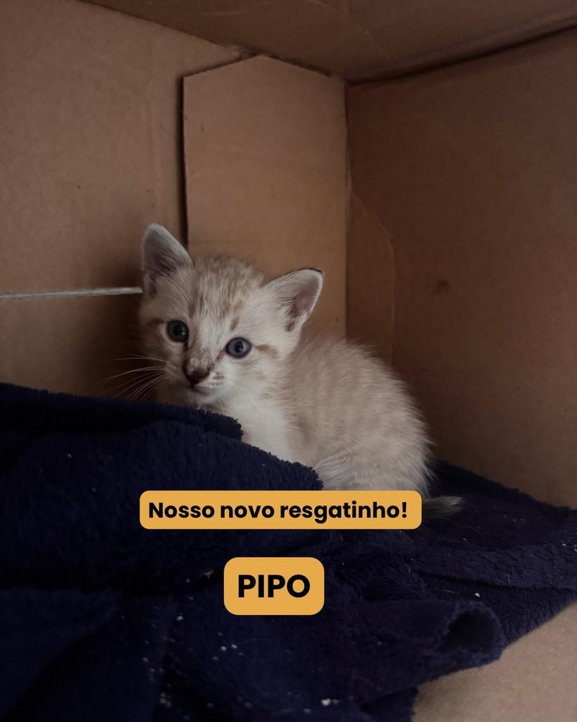 Pipo, gato de porte pequeno para adoção em Viçosa - MG