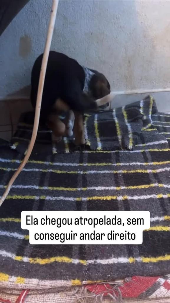 Phoebe, cachorro de porte pequeno para adoção em Viçosa - MG