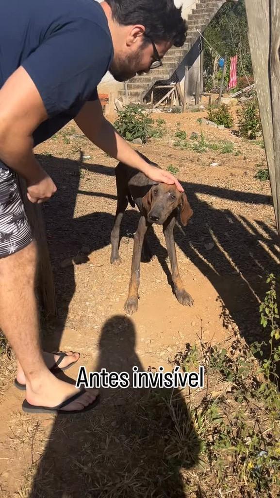 Pluto, cachorro de porte grande para adoção em Viçosa - MG