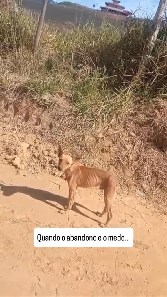 Zequinha, cachorro de porte pequeno para adoção em Viçosa - MG