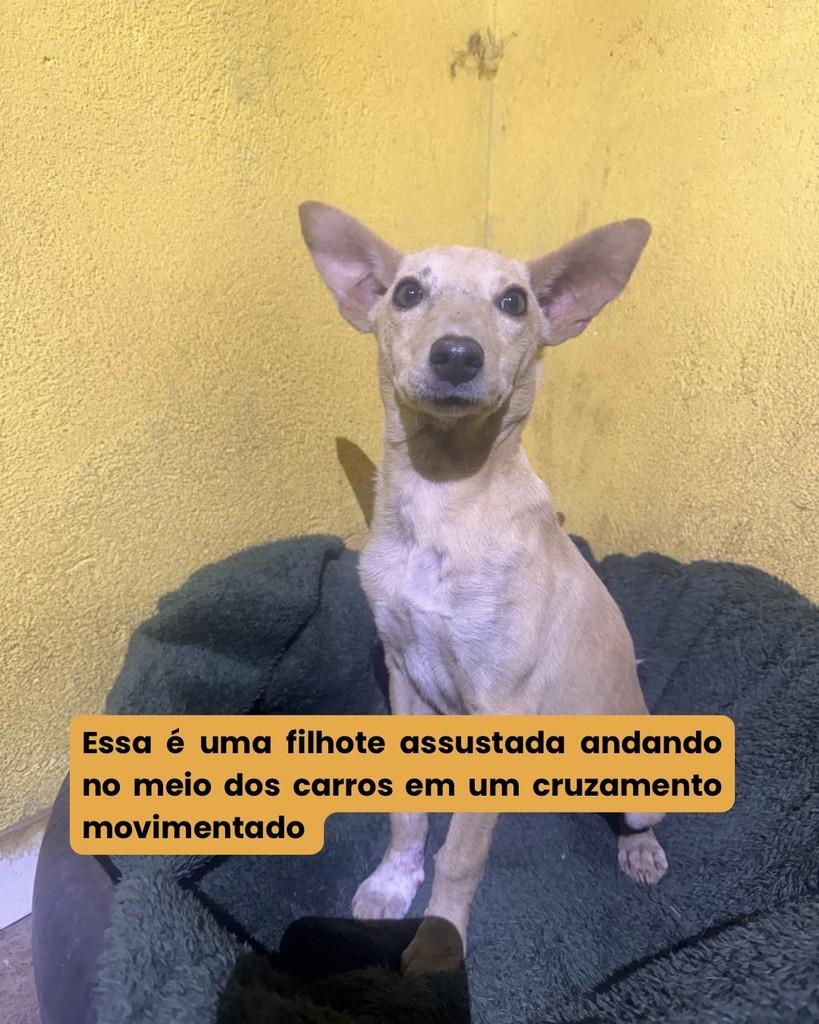 Amelinha, cachorro de porte pequeno para adoção em Viçosa - MG
