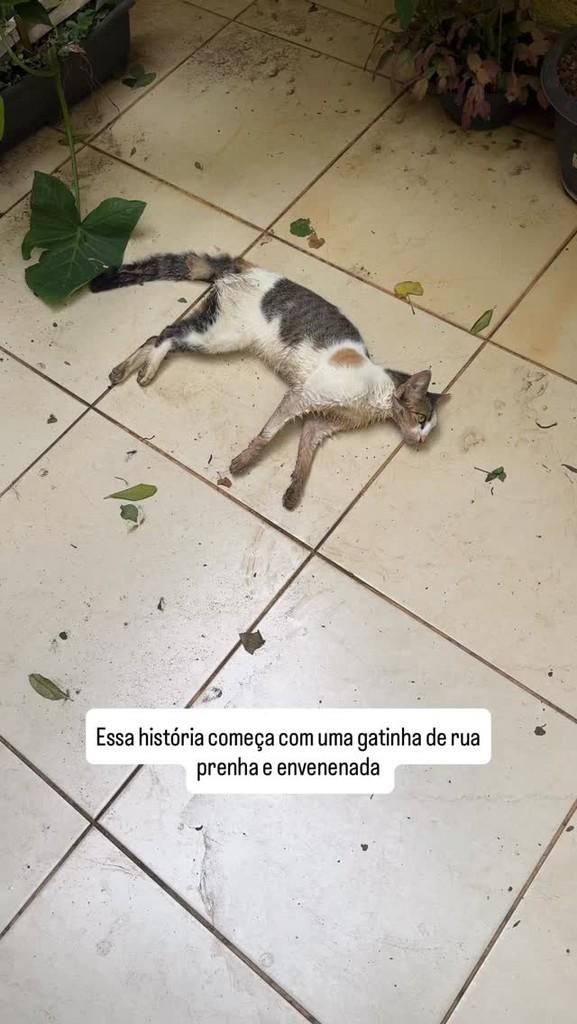Tina, gata de porte médio para adoção em Viçosa - MG