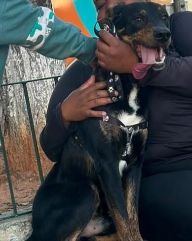 Mário, cachorro de porte médio para adoção em Viçosa - MG