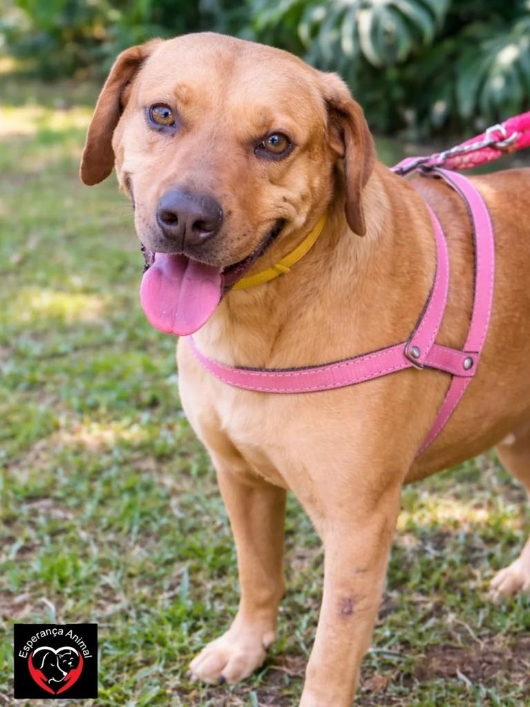 Matheus, cachorro de porte grande para adoção em São Bernardo do Campo - SP