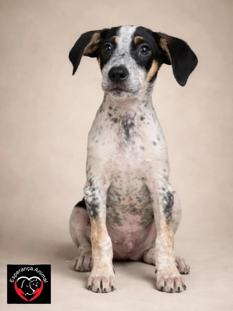 Santo André, cachorro de porte médio para adoção em Santo André - SP
