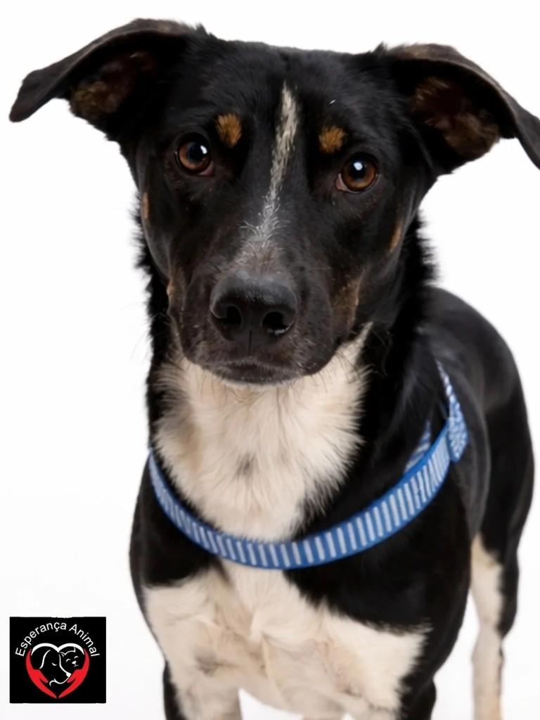 Romeu, cachorro de porte grande para adoção em São Bernardo do Campo - SP