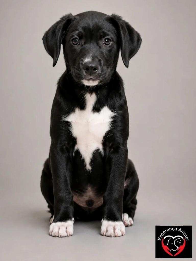 Nescau, cachorro de porte pequeno para adoção em São Bernardo do Campo - SP