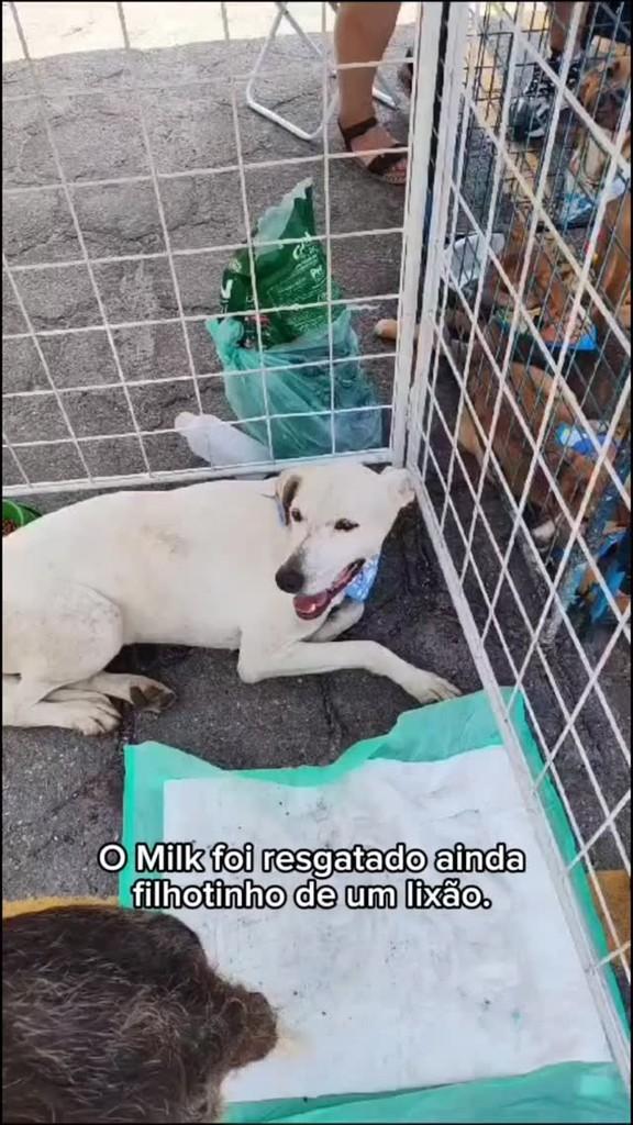 Milk, cachorro de porte médio para adoção em Santo André - SP