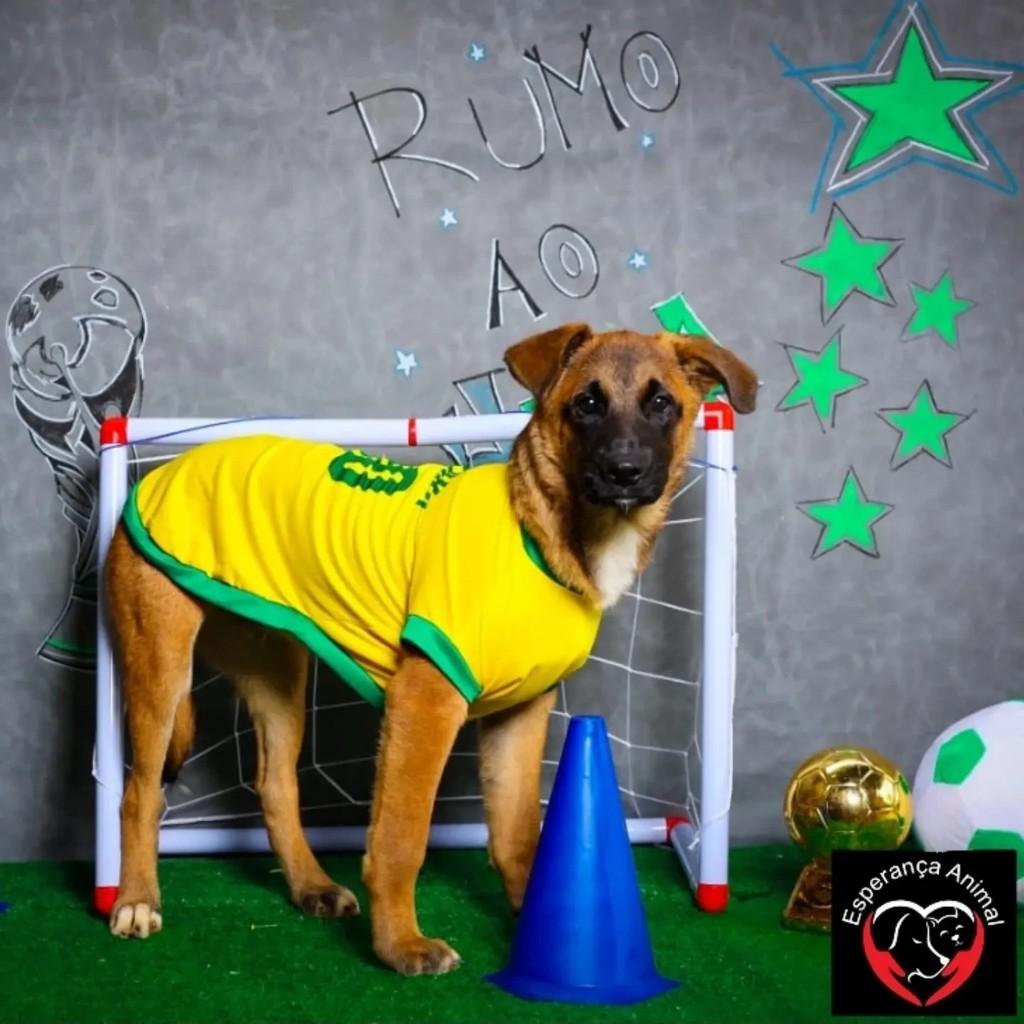 Craque, cachorro de porte médio para adoção em Santo André - SP