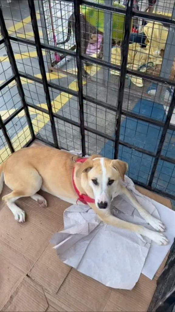 Julieta, cadela de porte pequeno para adoção em São Bernardo do Campo - SP