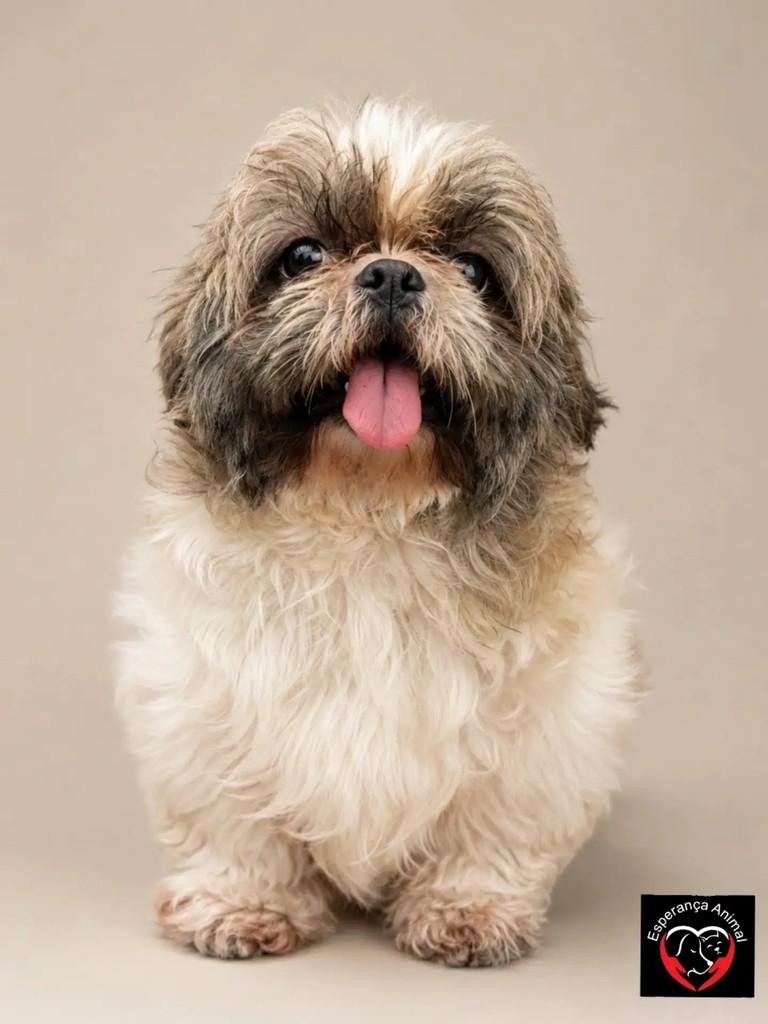 Cake, cachorro de porte pequeno para adoção em Santo André - SP