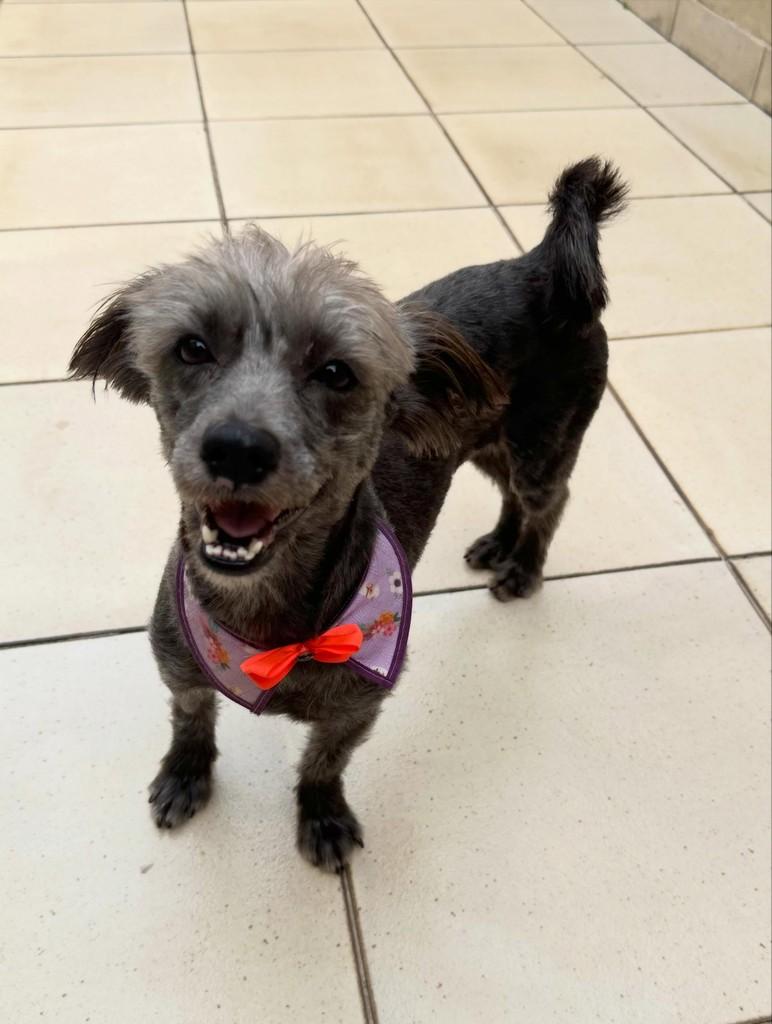 Millie, cadela de porte pequeno para adoção em Cariacica - ES