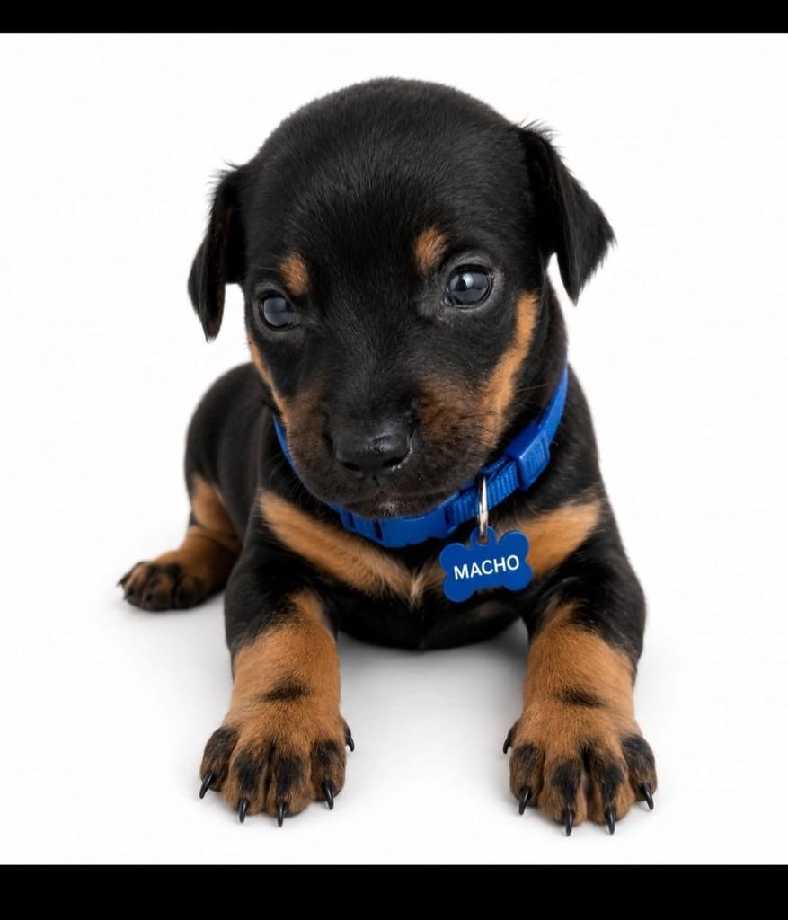 Pretinho, cachorro de porte médio para adoção em Cariacica - ES