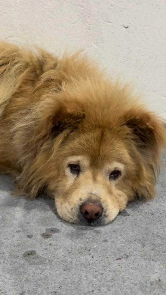 Chau-Chau, cachorro de porte pequeno para adoção em Cariacica - ES