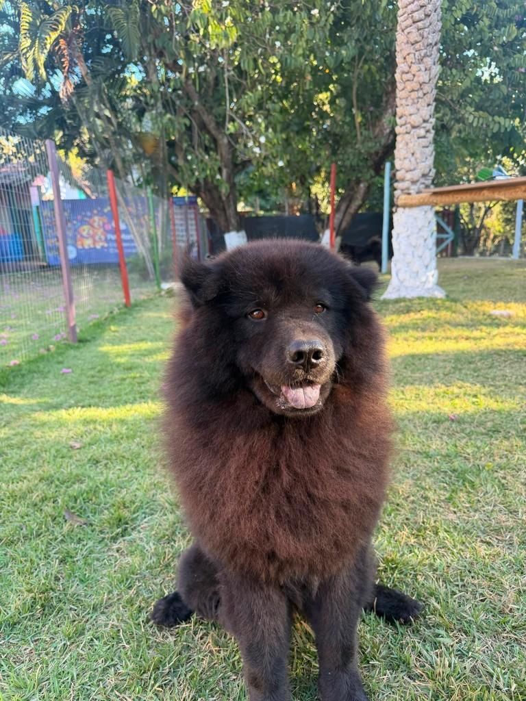 Pantera, cachorro de porte médio para adoção em Cariacica - ES