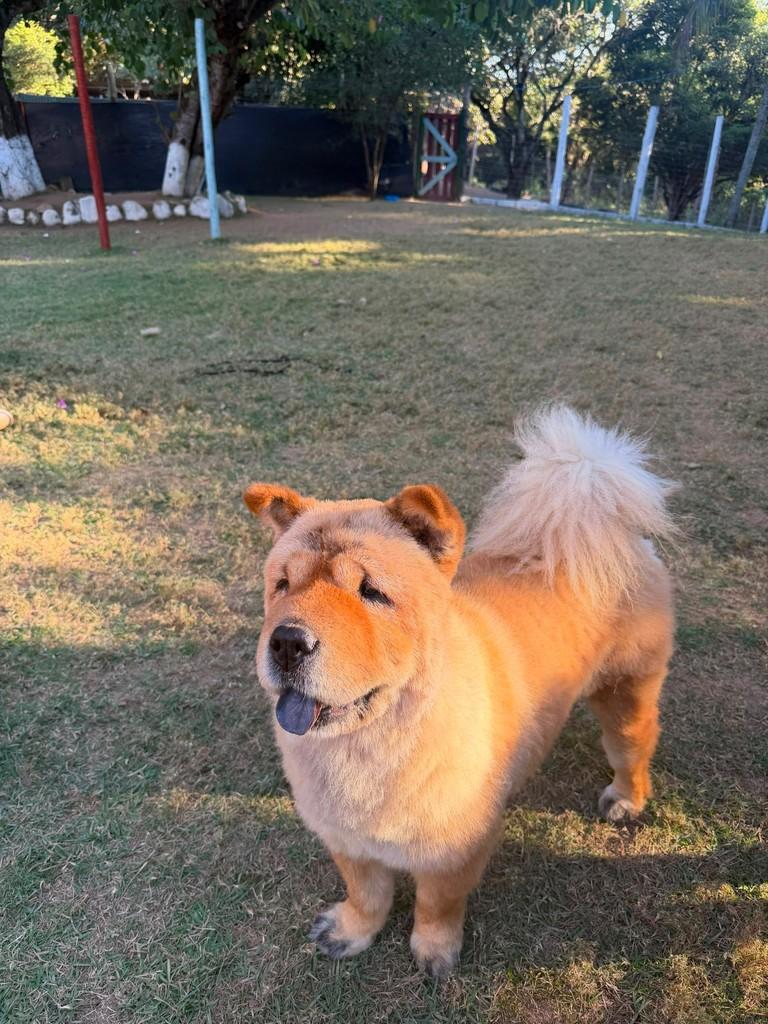 Lessie, cadela de porte grande para adoção em Cariacica - ES