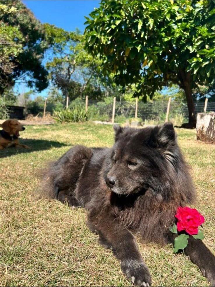 Joy, cadela de porte médio para adoção em Cariacica - ES