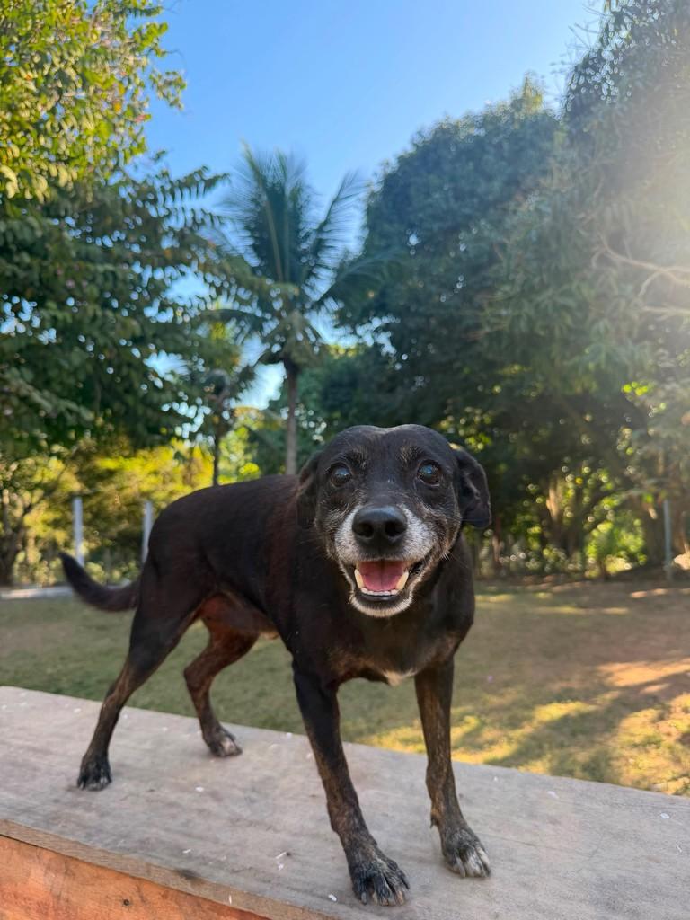 Duque, cachorro de porte médio para adoção em Cariacica - ES