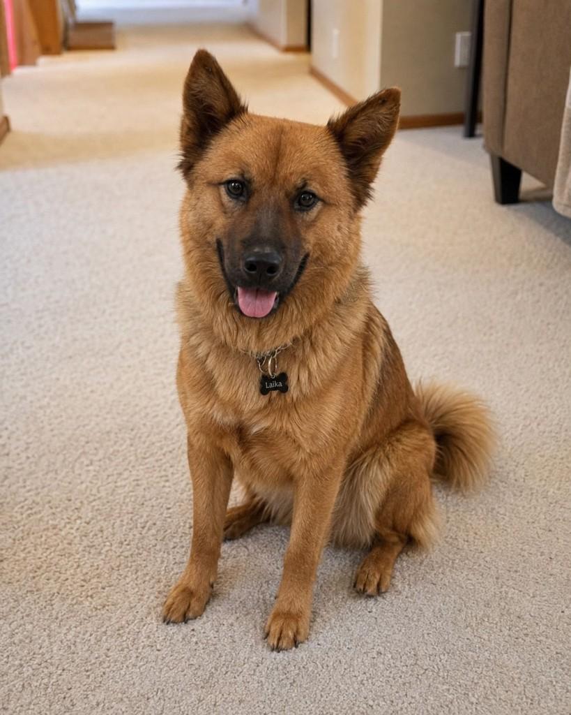 Laika, cadela de porte médio para adoção em Cariacica - ES