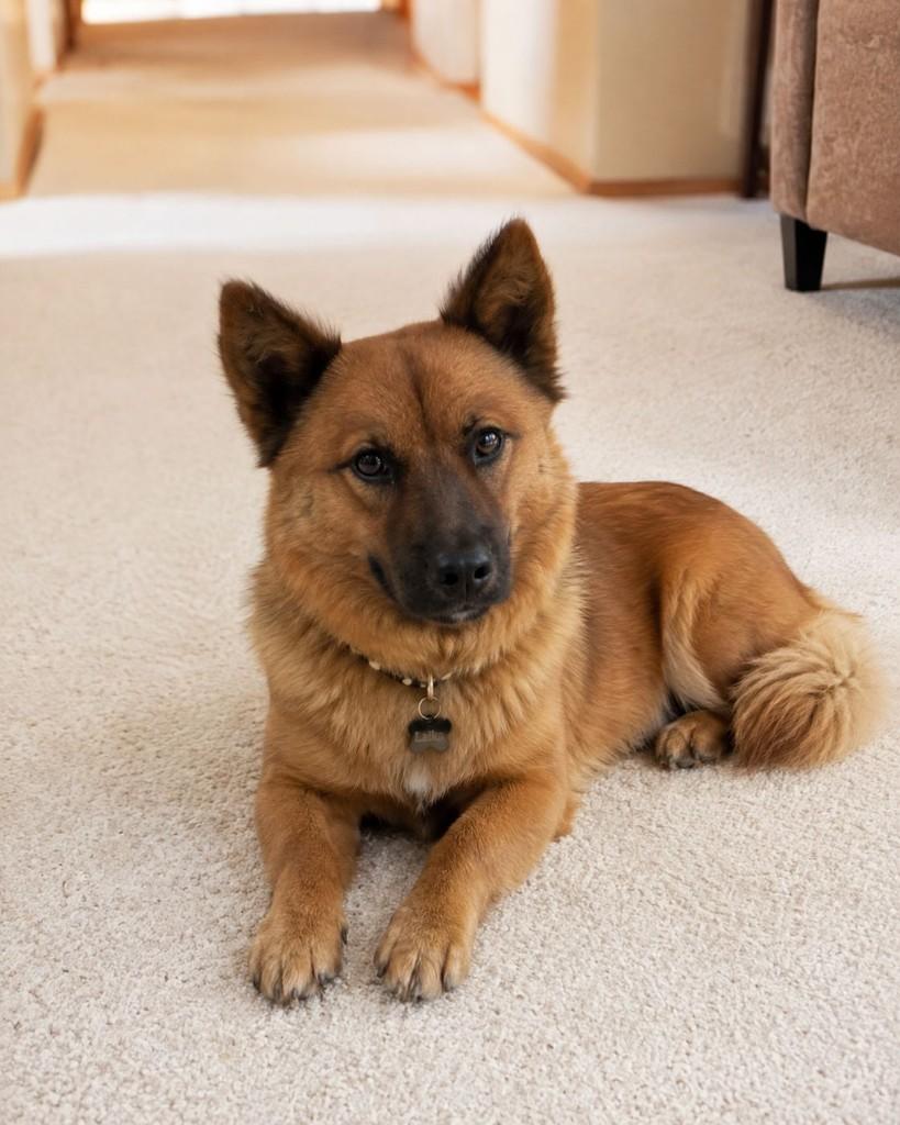 Laika, cadela de porte médio para adoção em Cariacica - ES — foto 2 de 4