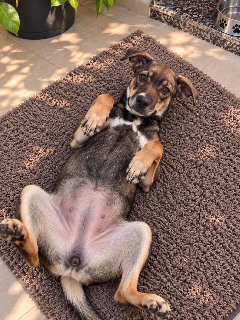 Luli, cadela de porte médio para adoção em Cariacica - ES — foto 3 de 3