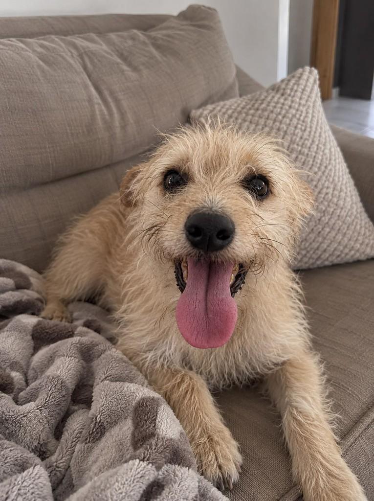 Renê, cachorro de porte pequeno para adoção em Cariacica - ES