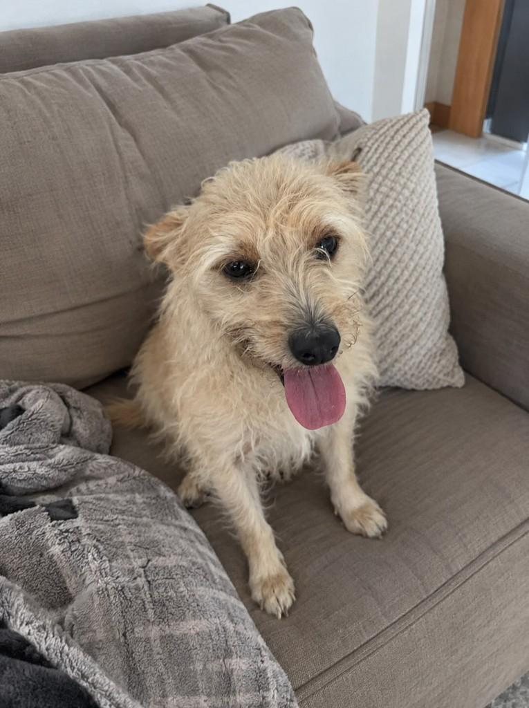 Renê, cachorro de porte pequeno para adoção em Cariacica - ES — foto 2 de 5