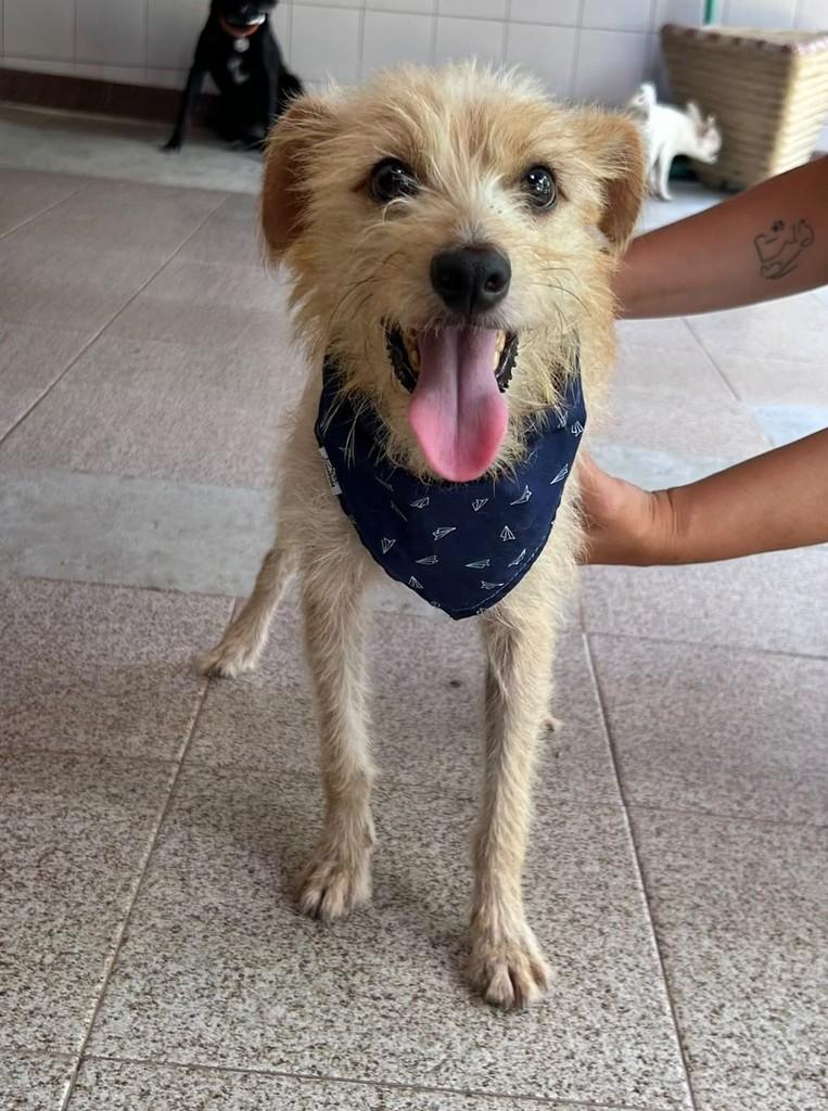 Renê, cachorro de porte pequeno para adoção em Cariacica - ES — foto 3 de 5