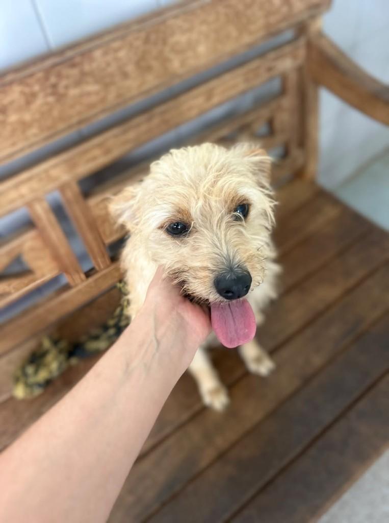 Renê, cachorro de porte pequeno para adoção em Cariacica - ES — foto 4 de 5