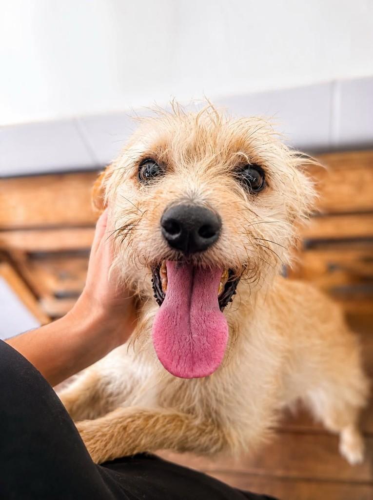 Renê, cachorro de porte pequeno para adoção em Cariacica - ES — foto 5 de 5