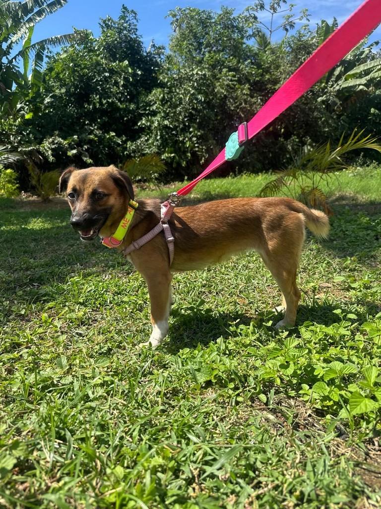 Melzinha, cadela de porte pequeno para adoção em Cariacica - ES — foto 4 de 5