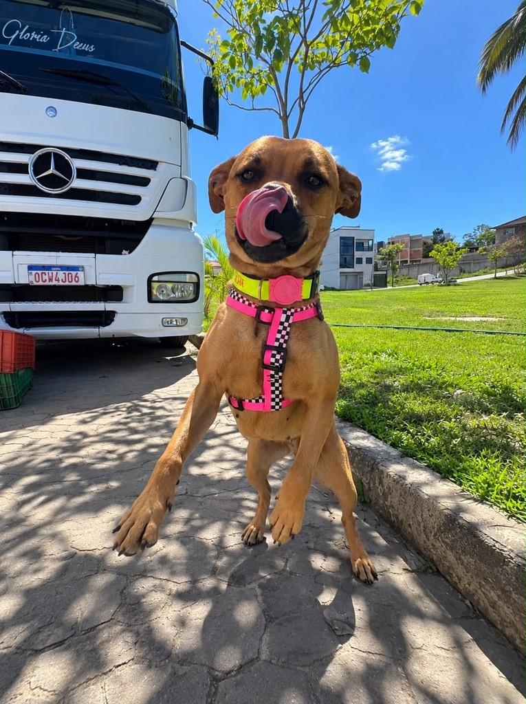 Syk, cadela de porte médio para adoção em Cariacica - ES — foto 4 de 6