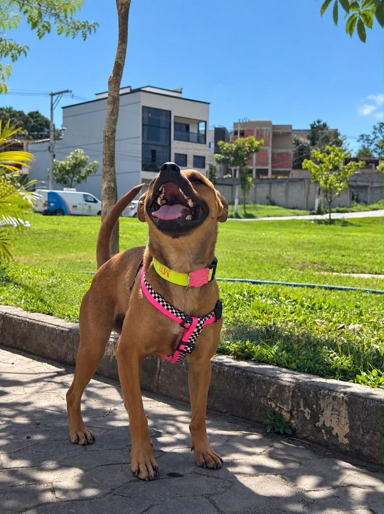 Syk, cadela de porte médio para adoção em Cariacica - ES — foto 5 de 6