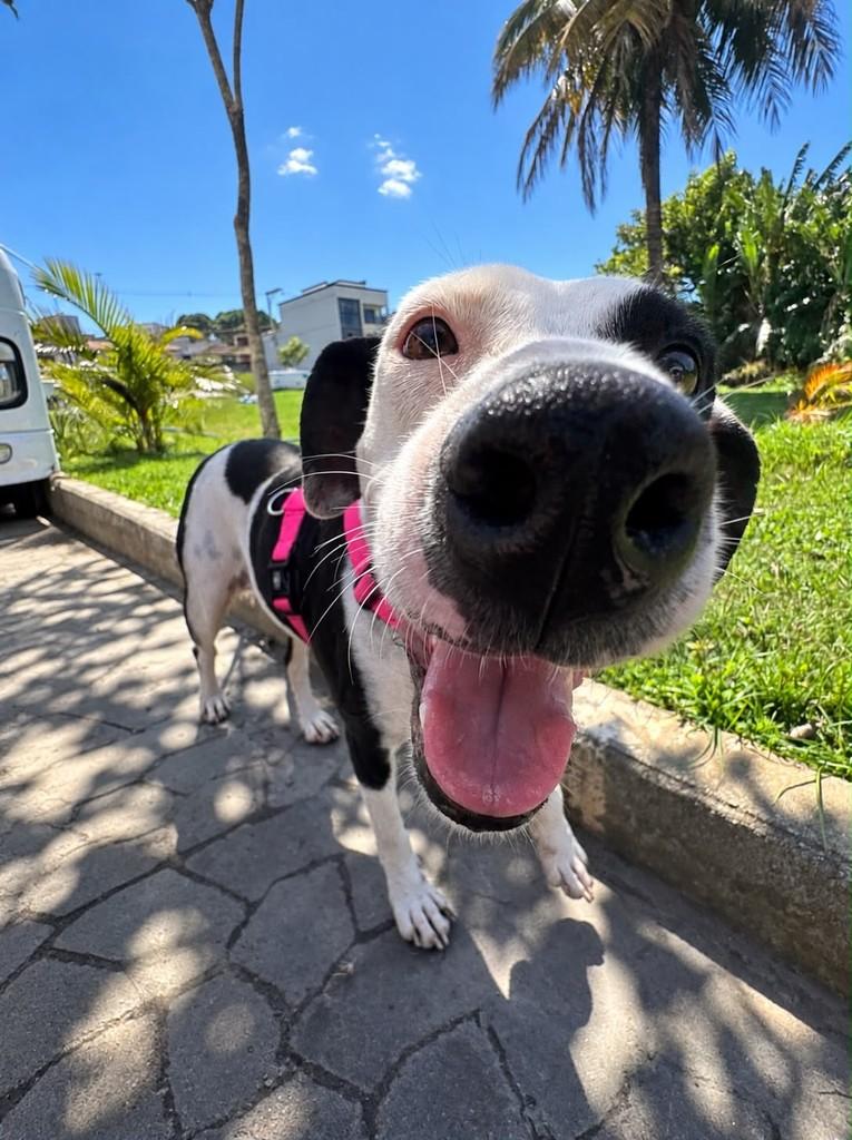 Flor, cadela de porte médio para adoção em Cariacica - ES — foto 3 de 4