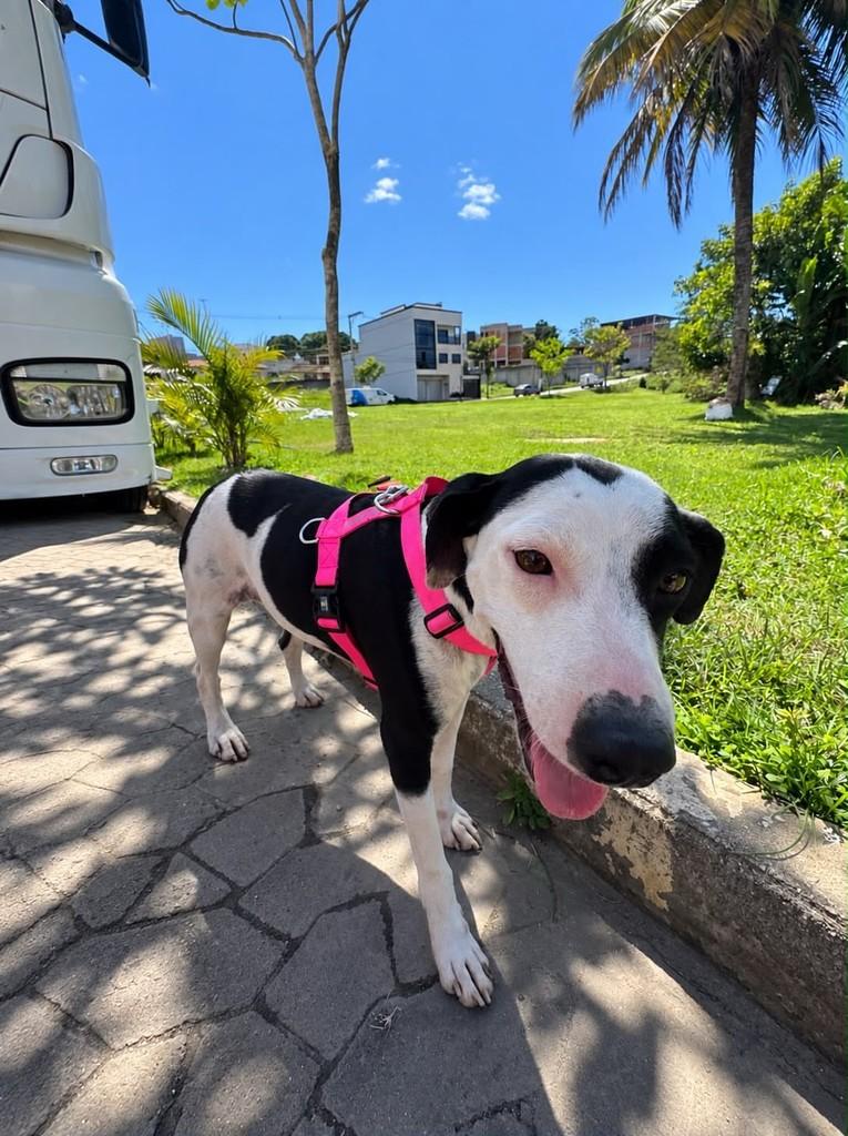 Flor, cadela de porte médio para adoção em Cariacica - ES — foto 4 de 4